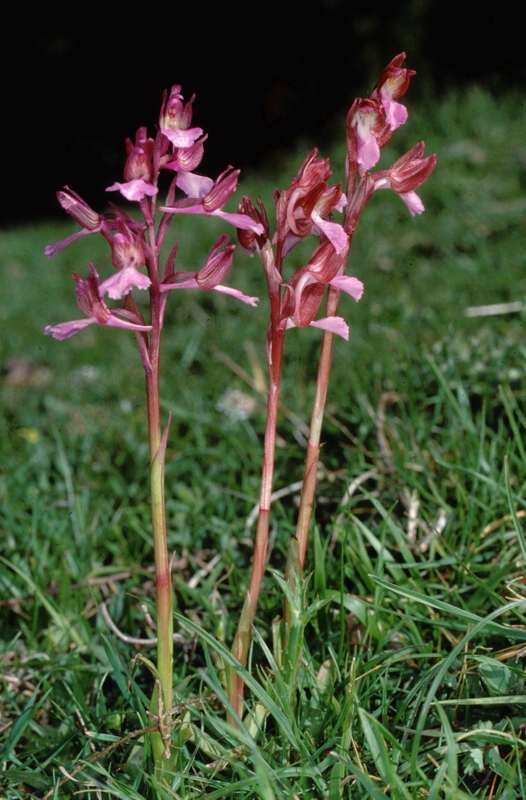 Orchidee in una villa vicino a Piediluco (Terni)